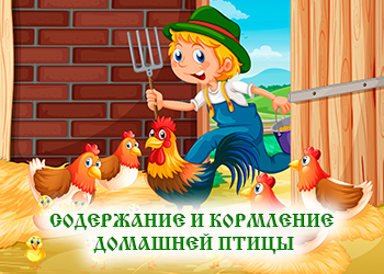 Содержание и Кормление домашней птицы